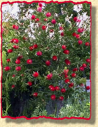 photo de callistemon