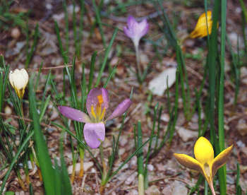 crocus