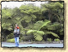 vue de Cyathea en Australie !