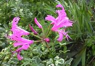photo de nerine