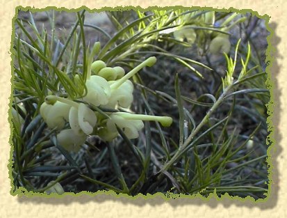 zoom de notre petit Grevillea gracilis !