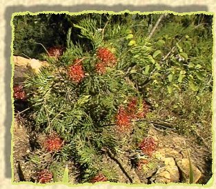 vue sur un Grevillea robyn gordon !