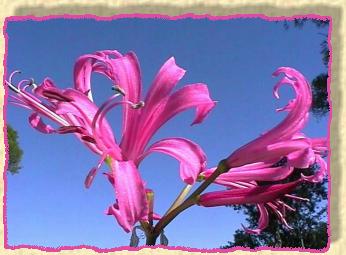 nerine
