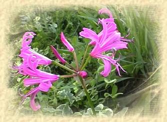 nerine