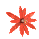 fleur de Passiflora vitifolia