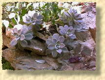 photo de sedum paraguense (35 ko)