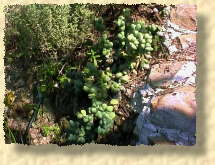 crassula deceptor (35 ko)