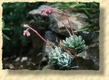 photo de echeveria elegans (35ko)