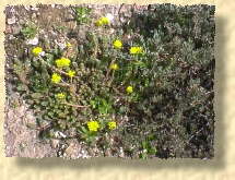 photo de sedum nicaeense (35 ko)
