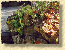 sedum palmeri (35 ko)