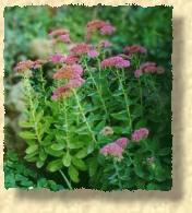 photo de sedum spectabile (20 ko)