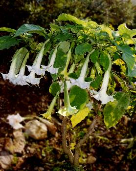 vue datura blanc (27 ko)