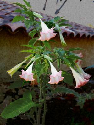 vue datura rose (20 ko)